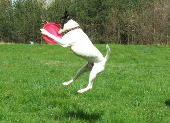 Russel terrier with a frisbee