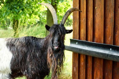 Black and white billy goat